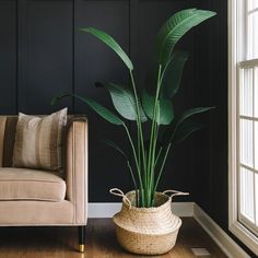 a living room with a couch, chair and large potted plant in the corner