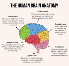 the human brain is labeled in different colors and features labels on each side of it