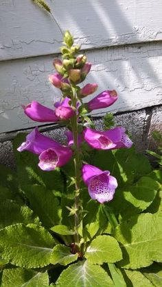 purple flowers are blooming in front of a white wall and green leaves on the ground