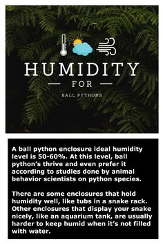 A ball python enclosure ideal humidity level is 50-60%. At this level, ball python’s thrive and even prefer it according to studies done by animal behavior scientists on python species.1

There are some enclosures that hold humidity well, like tubs in a snake rack. Other enclosures that display your snake nicely, like an aquarium tank, are usually harder to keep humid when it’s not filled with water. Snake Care Ball Python, Snake Jungle Gym, Snake Tank Setup Ball Python, Snake Terrarium Ideas Ball Python, Ball Python Cage, Ball Python Enclosure Ideas, Ball Python Enclosure, Python Enclosure, Python Tank