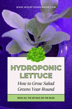 Hydroponic Lettuce: How to Grow Salad Greens Year-Round