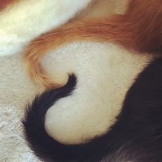 an orange and black cat laying on top of a white blanket with its tail curled up