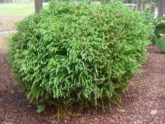 a green bush in the middle of a park