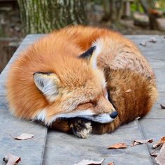 a red fox curled up sleeping on a stone surface next to a leafy tree