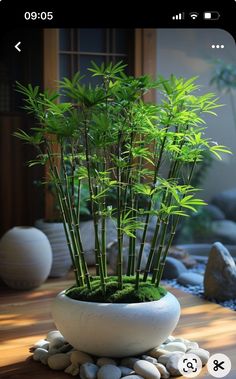 a potted plant sitting on top of a wooden table next to rocks and stones