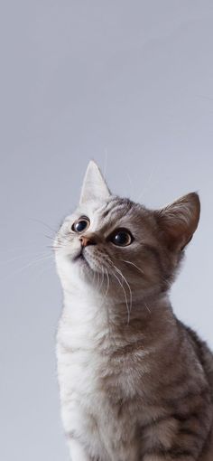 a gray and white cat looking up into the sky