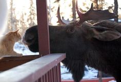 an animal that is looking at another animal through a window with snow on the ground and trees in the background