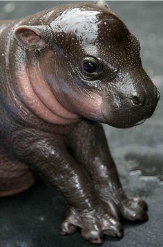 a baby hippopotamus sitting on the ground