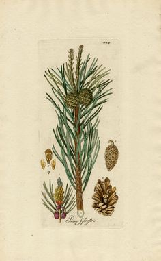 a drawing of pine cones and other plants