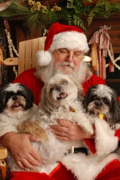 santa claus is holding three dogs in his lap