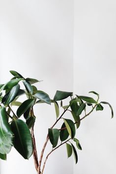 a potted plant sitting on top of a wooden table next to a white wall