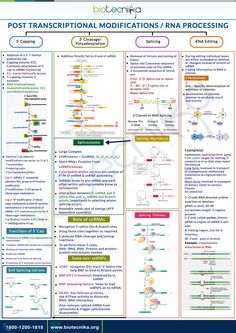 a poster with information about the different types of transcriptions and their corresponding functions, including