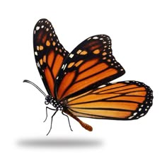 an orange and black butterfly flying in the air with it's wings spread out