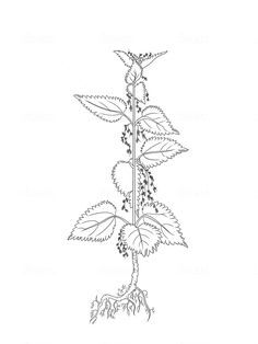 a drawing of a plant with leaves and flowers