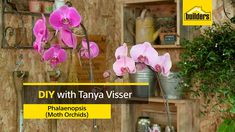 pink orchids are displayed in front of a wooden wall with shelves and pots on it