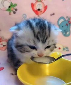 a kitten eating out of a yellow bowl with a spoon in it's mouth