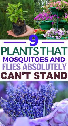 plants that mosquitoes and flies absolutely can't stand in the garden with text overlay reading 9 plants that mosquitoes and flies absolutely can't stand