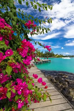 a wooden walkway leading to the water with pink flowers growing on it's side