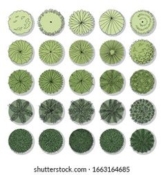 a large collection of green paper fan shapes on a white background with clippings