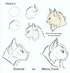 how to draw an animal's head with different angles and hair colors for beginners