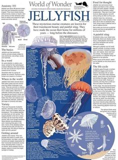 an article in the magazine about jellyfish