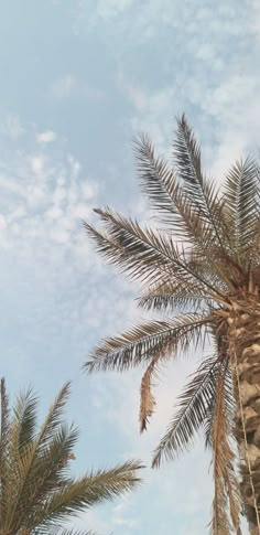 palm trees against a blue sky with clouds