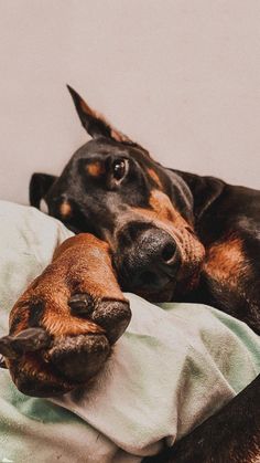 a black and brown dog laying on top of a bed