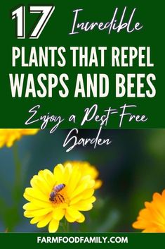 yellow flowers with text that reads 17 incredible plants that repel waspss and bees