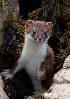 a small brown and white animal sitting on top of rocks