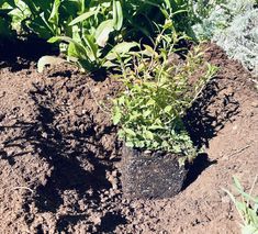 a potted plant sitting in the middle of some dirt