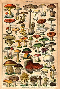 an old book with different types of mushrooms and their names in red on the page