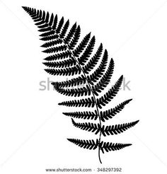 black and white silhouette of a fern leaf on a white background stock photo shutterstocker