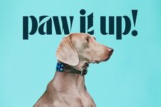 a brown dog with a blue collar is standing in front of a sign that says paw it up