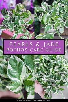 some plants that are green and purple with the words pearls & jade photos care guide