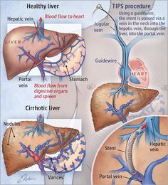 diagram of the human livers and their functions