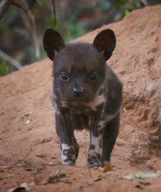 two baby hyenas are walking in the dirt