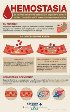 an info poster showing the different types of blood vessels in spanish and english, as well as