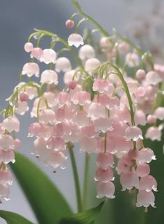 pink and white flowers with water droplets on them