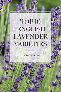 lavender flowers with the words top 10 english lavender varieties