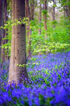 a forest filled with blue flowers next to a tall tree in the middle of it