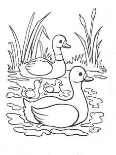 three ducks swimming in the pond coloring page