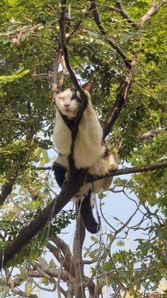 a black and white cat sitting on top of a tree branch