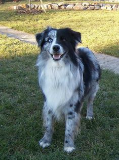 a black and white dog standing in the grass