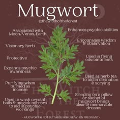 a poster with the words mugwort and other things to know about it