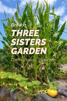 a garden with corn, beans and squash growing in the background text reads grow a three sisters garden