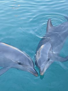 two dolphins are swimming in the water near each other and one is touching it's nose