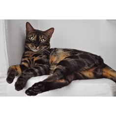 a cat laying on top of a white couch next to a wall and looking at the camera