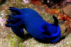 a blue fish with black fins on the ocean floor