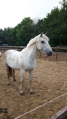 a white horse standing on top of a dirt field