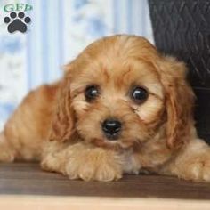 a small brown dog laying on top of a wooden floor